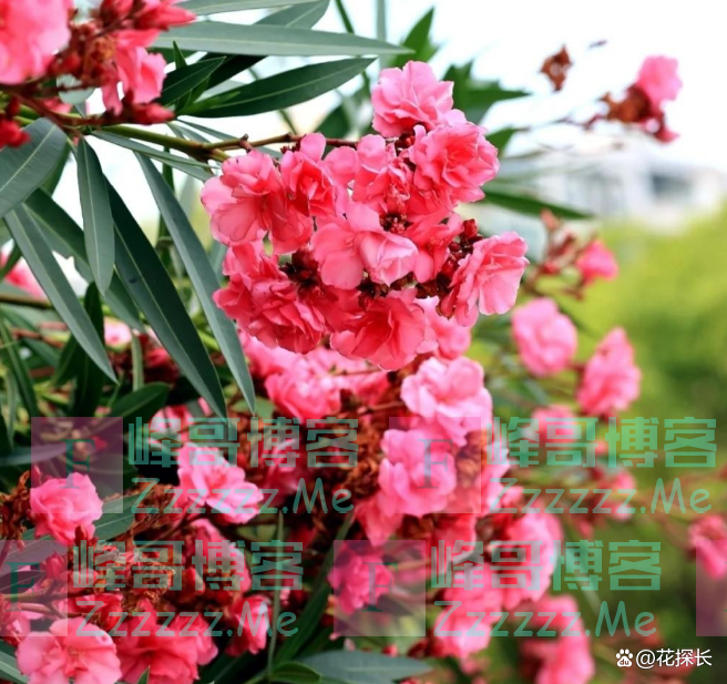 “毒花进家门，花旺人不旺”！这5种花，趁早“请”出去吧！