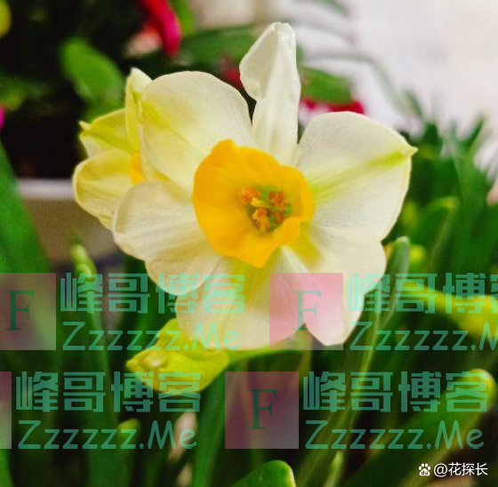 “毒花进家门，花旺人不旺”！这5种花，趁早“请”出去吧！