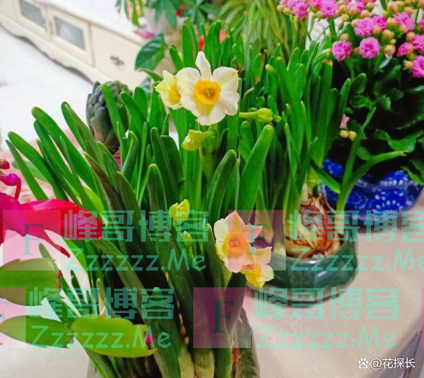 “毒花进家门，花旺人不旺”！这5种花，趁早“请”出去吧！