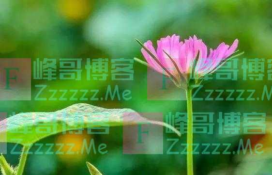 人到晚年，如果老伴先走了，请主动依靠这三个人