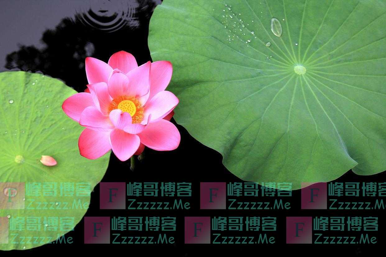 人到晚年,如果老伴先走了,请主动依靠这三个人