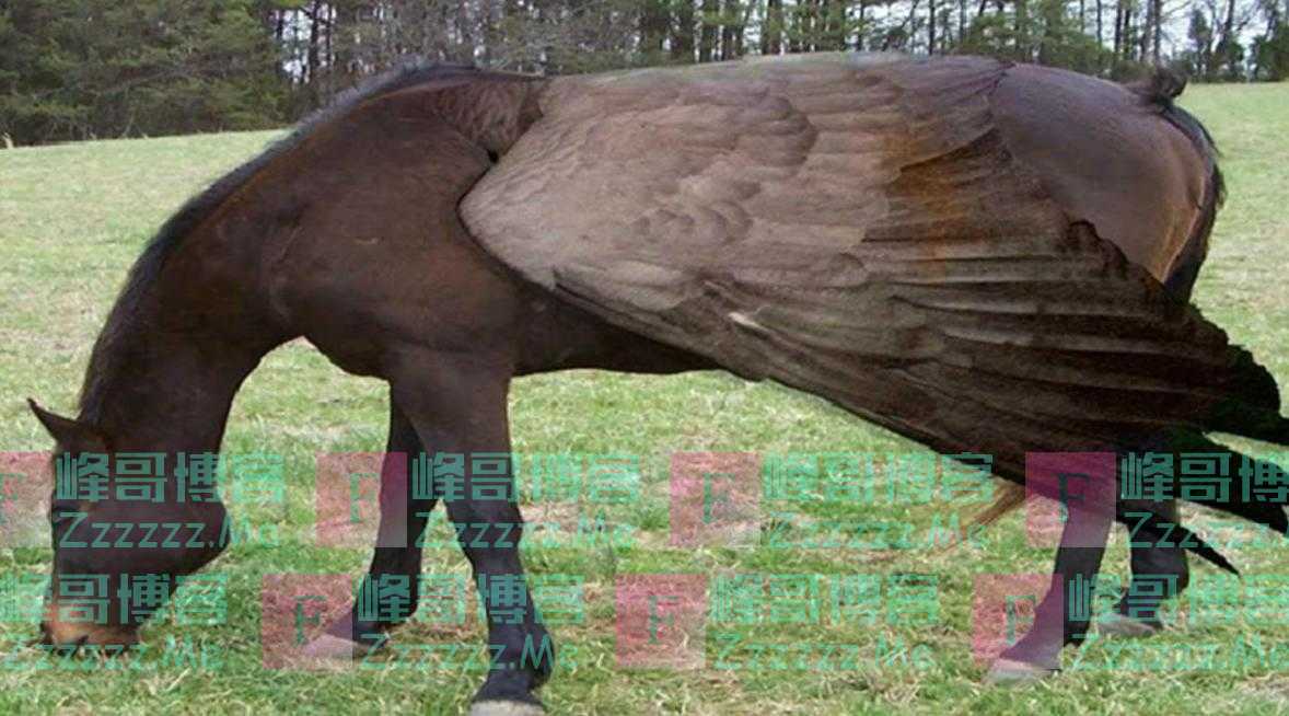 野生动物也会杂交，繁殖出的后代有多惨？该禁止动物杂交吗？