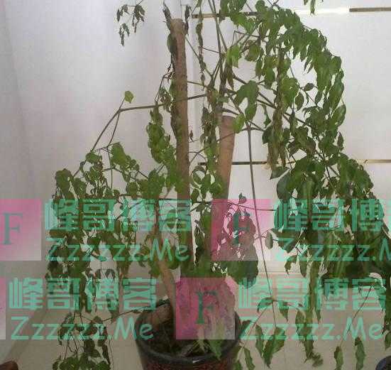 “4物不进宅,家兴人发财”,不管客厅多大,最好别放这些东西