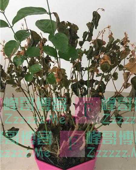 “4物不进宅,家兴人发财”,不管客厅多大,最好别放这些东西