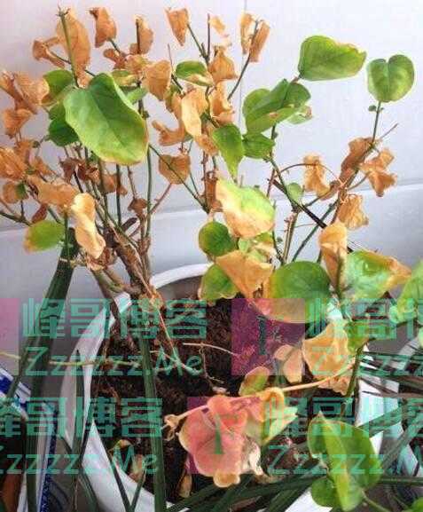 “4物不进宅,家兴人发财”,不管客厅多大,最好别放这些东西