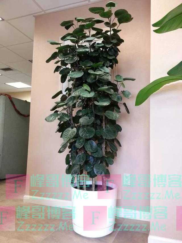 “4物不进宅,家兴人发财”,不管客厅多大,最好别放这些东西