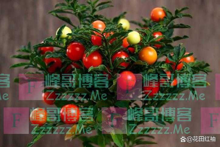 “毒花入户，生活不富”，在家里别养4种毒花，花旺人不旺