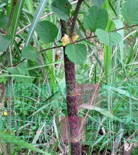 繁殖能力极强，入侵多国臭名昭著，我国却大量种植，亩产超万元