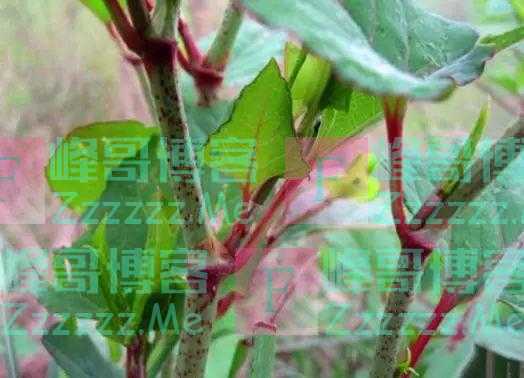 繁殖能力极强，入侵多国臭名昭著，我国却大量种植，亩产超万元