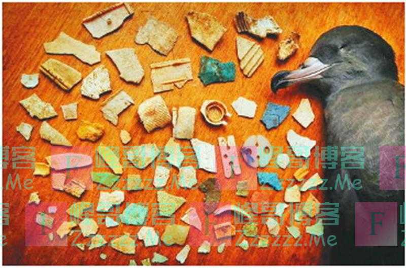 世界环境日|这些关于塑料的事实,我们应该知道