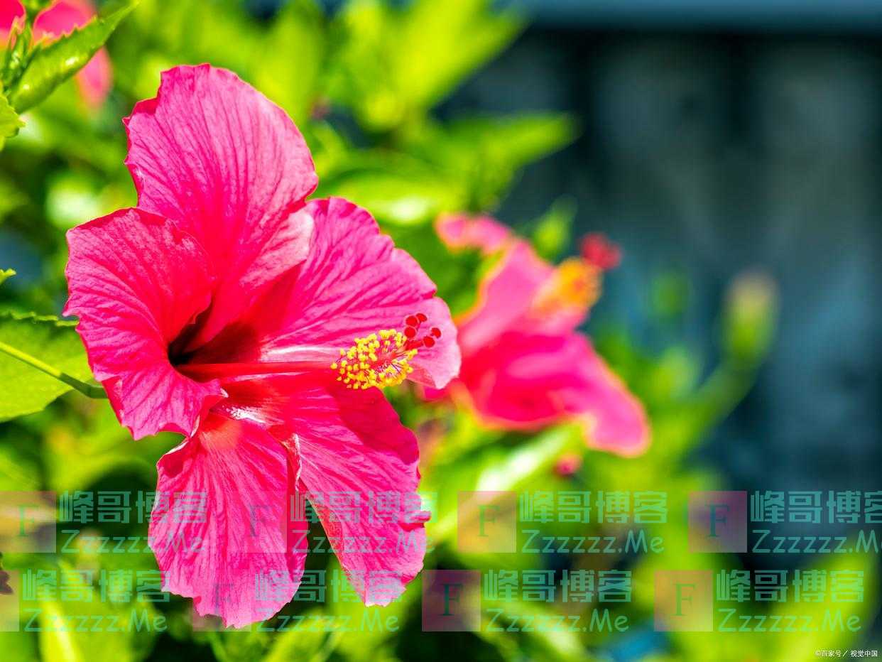 强迫症怎么解决？分三步：理解现状，找出原初驱动力，识别回转力