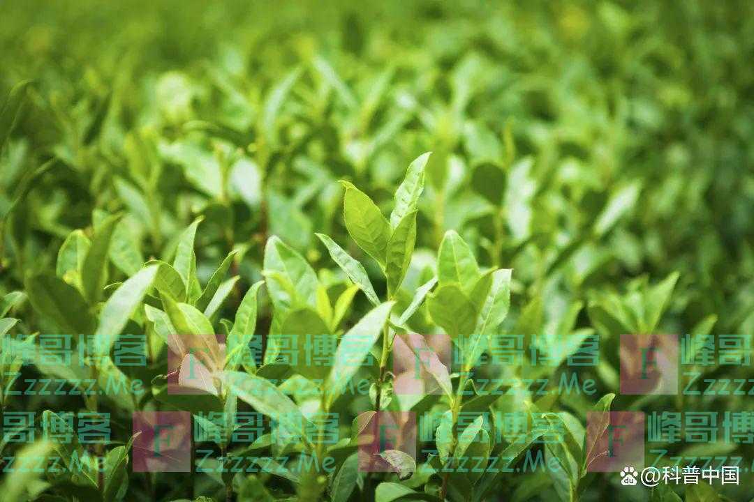 “茶叶里都是农药”“绿茶寒红茶暖”……关于茶叶的8个误区,别被骗了!