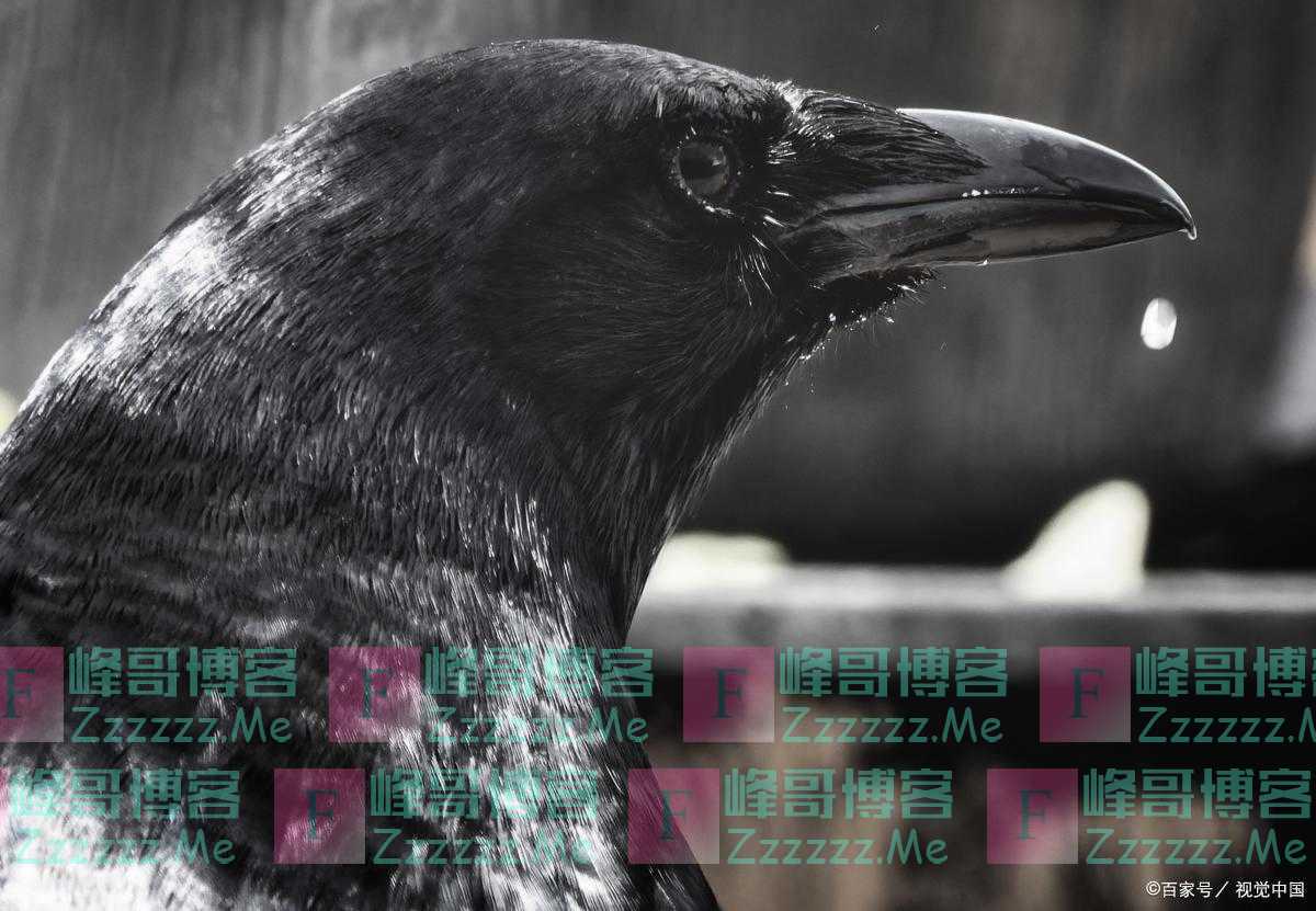 28案已经走了6个人，金果说要走8个，下一个是鸟还是志？