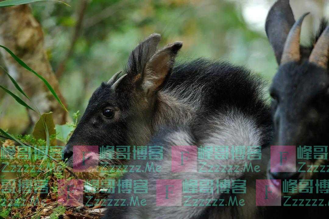 “四不像”“天马”，原来都是你！