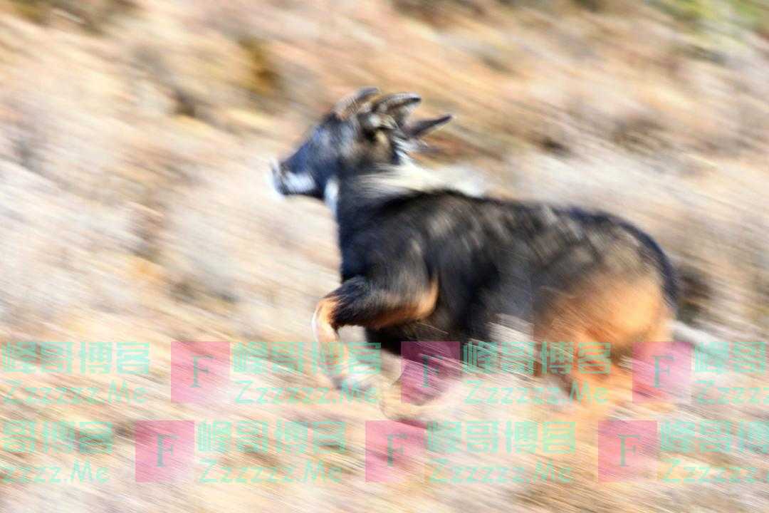 “四不像”“天马”，原来都是你！