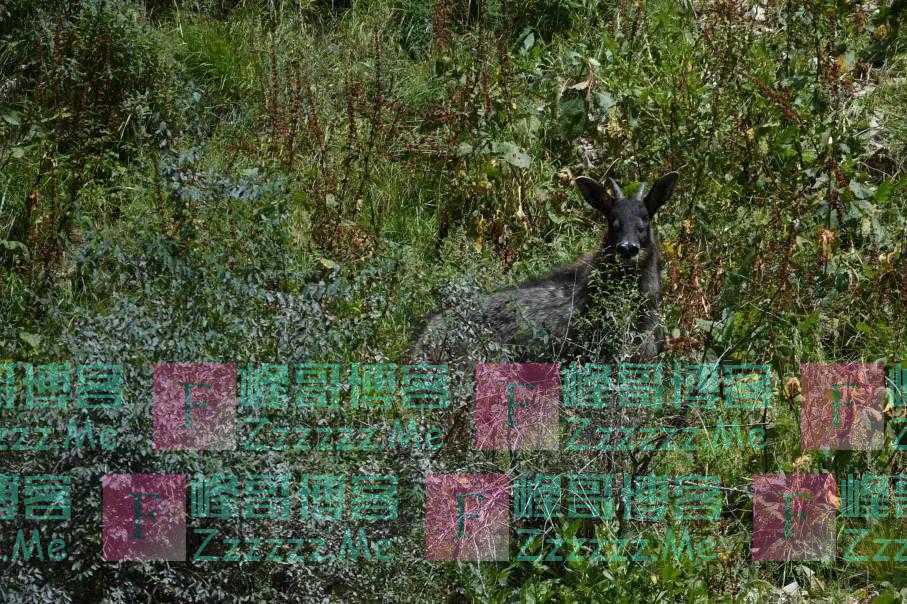 “四不像”“天马”，原来都是你！