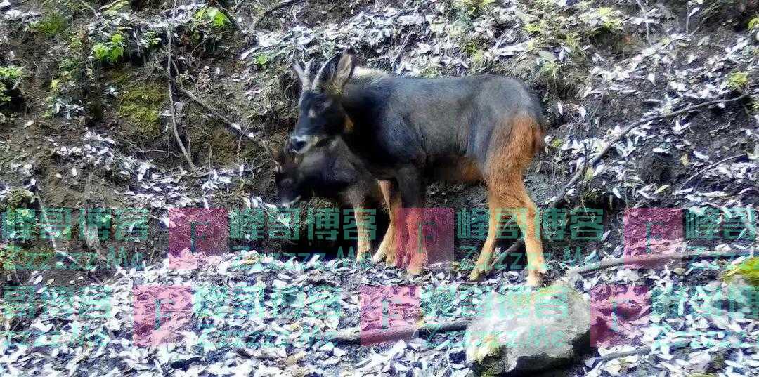 “四不像”“天马”，原来都是你！