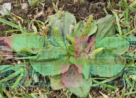“车前草”是个宝？把它来泡水喝，或能解决这6个问题