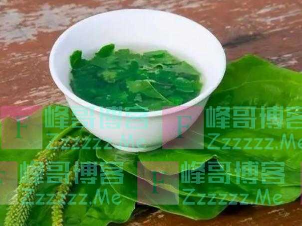 “车前草”是个宝？把它来泡水喝，或能解决这6个问题