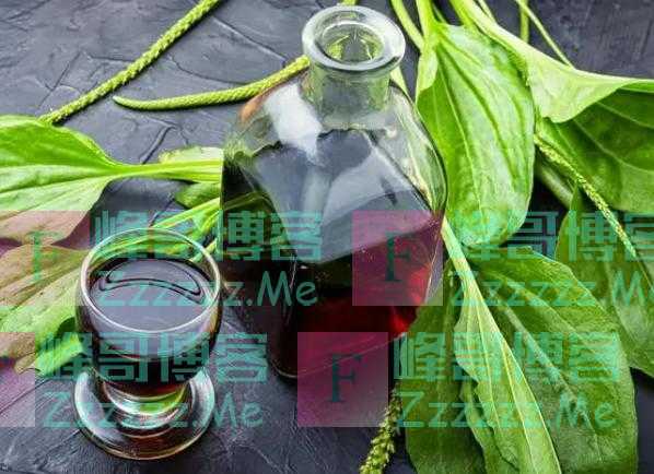 “车前草”是个宝？把它来泡水喝，或能解决这6个问题