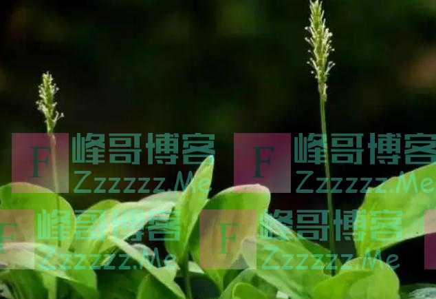 “车前草”是个宝？把它来泡水喝，或能解决这6个问题