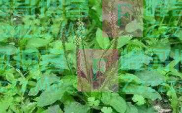 “车前草”是个宝？把它来泡水喝，或能解决这6个问题