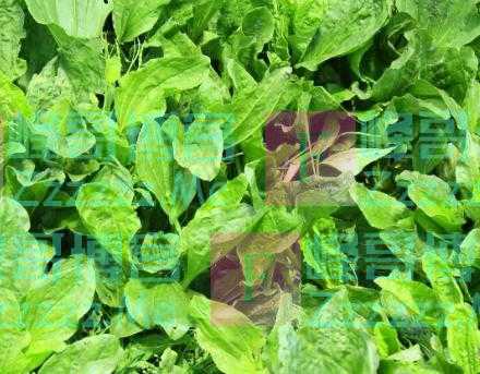 “车前草”是个宝？把它来泡水喝，或能解决这6个问题