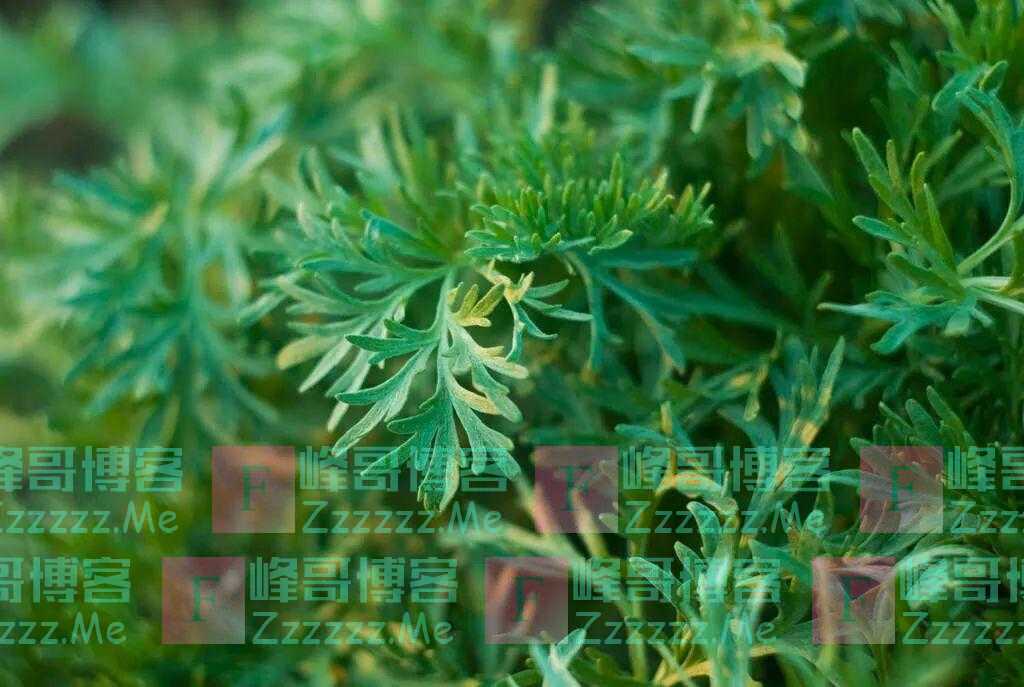 艾草被誉为“百草之王”，安神又祛湿！但别犯1个错，否则太伤身