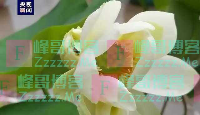 同一个花开季，五枝并蒂莲！罕见美景就在北京这个公园