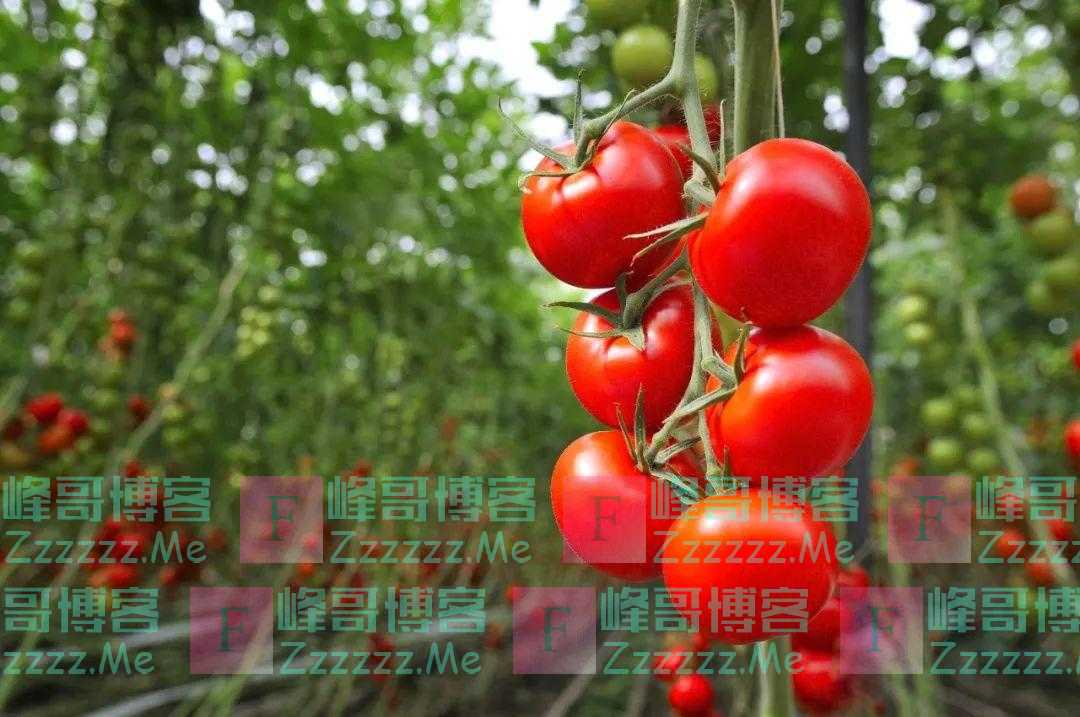 “植物中的黄金”藏在它身上！生吃、熟吃哪个更好？