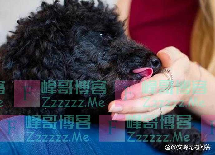 泰迪喜欢舔主人，暗含的意思可别误会，它对你可是真心的