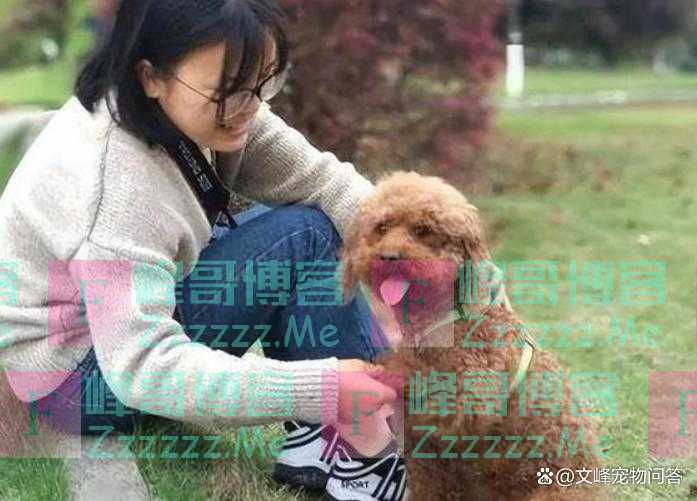 泰迪喜欢舔主人，暗含的意思可别误会，它对你可是真心的