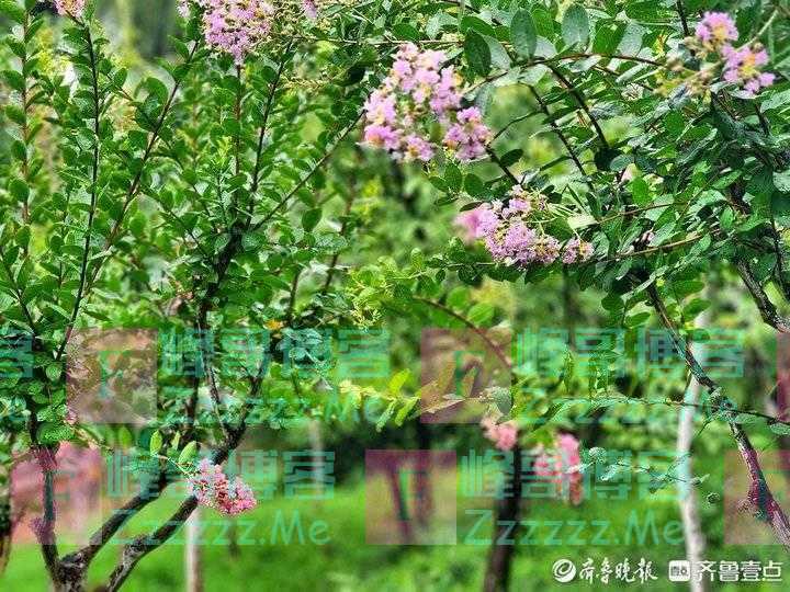紫薇花开/夏日浪漫