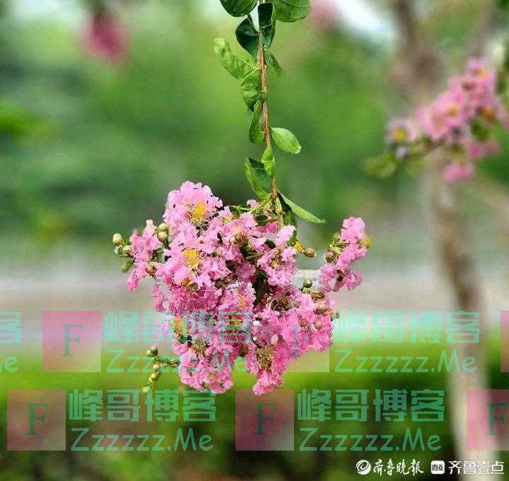 紫薇花开/夏日浪漫