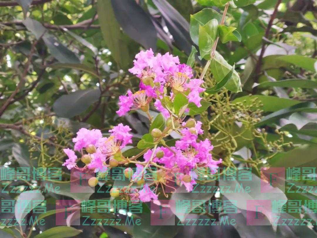 青浦这里藏着一颗700“岁”的紫薇树，花开演绎夏日浪漫