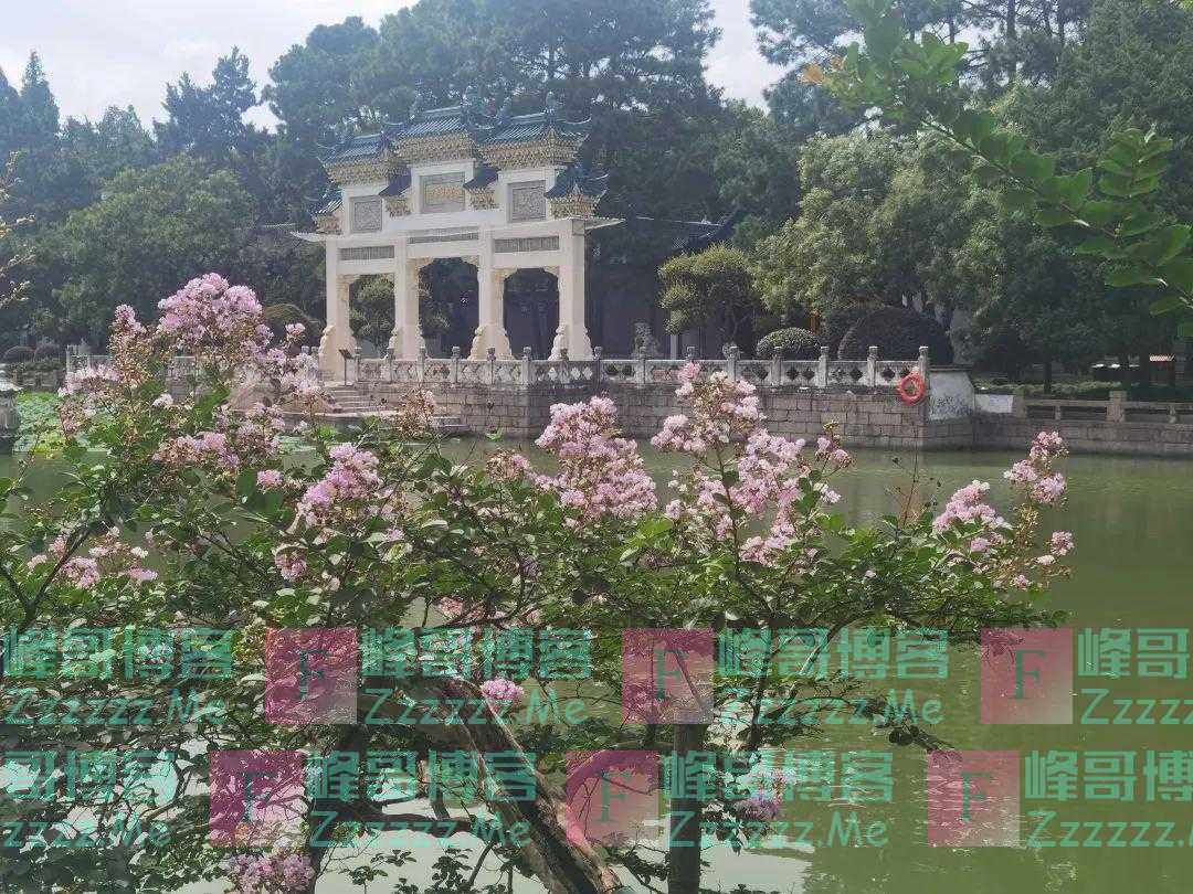 青浦这里藏着一颗700“岁”的紫薇树，花开演绎夏日浪漫