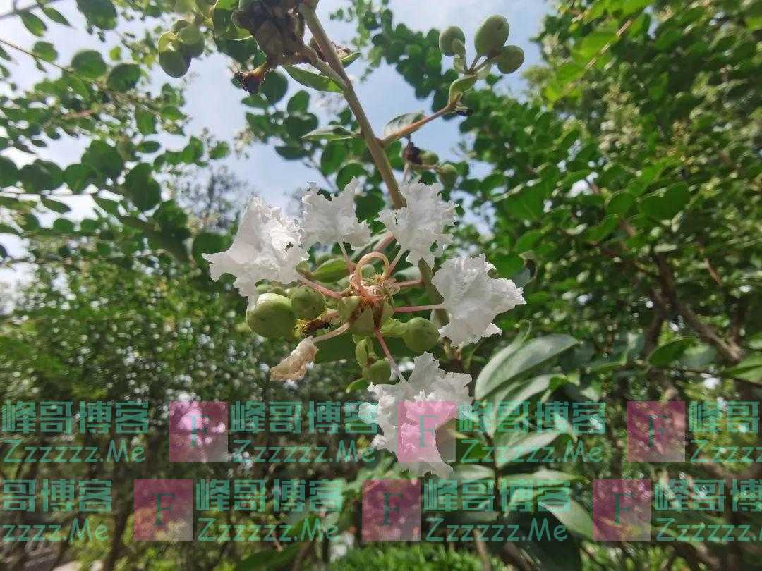 青浦这里藏着一颗700“岁”的紫薇树，花开演绎夏日浪漫