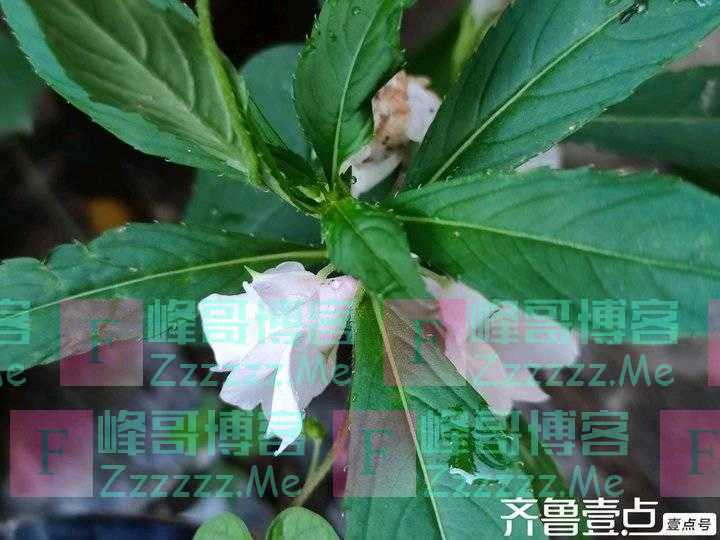 人在旅途｜凤仙花开了