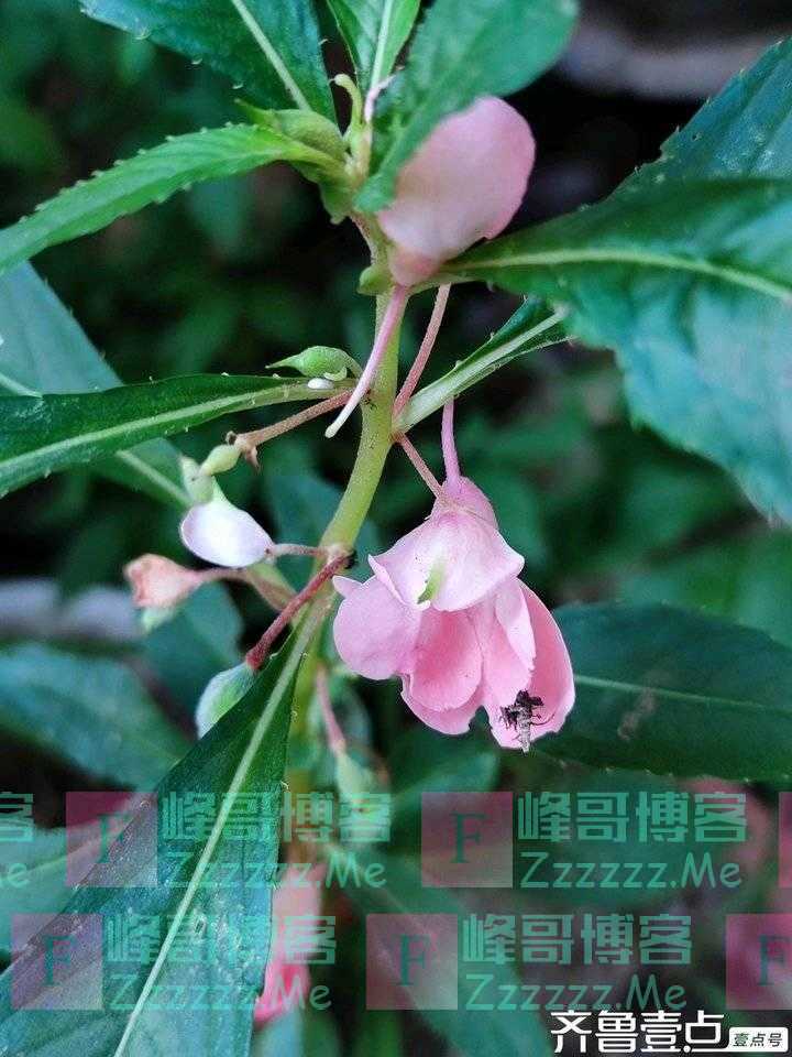 人在旅途｜凤仙花开了
