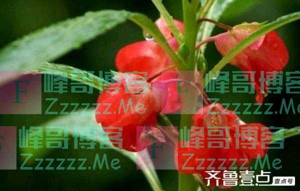 人在旅途｜凤仙花开了
