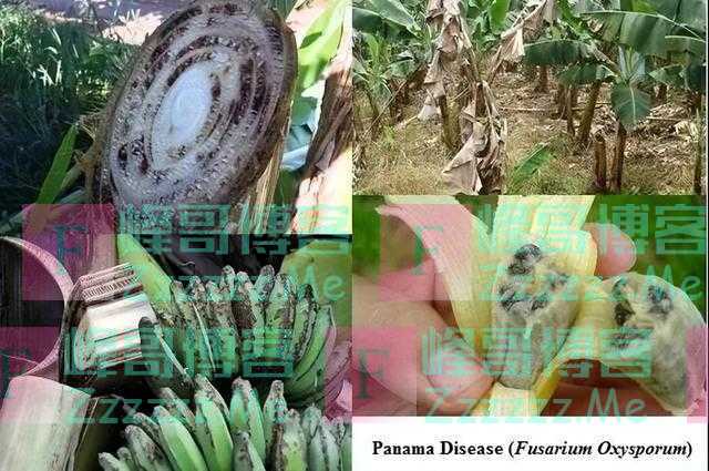 西瓜祖先长这样，人类是怎么下口的？