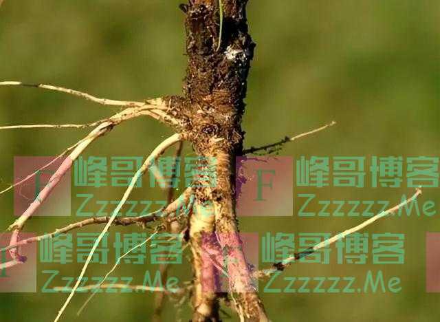 西瓜祖先长这样，人类是怎么下口的？