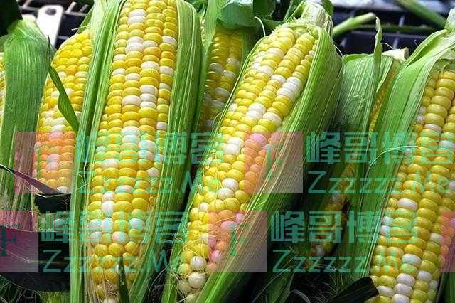 西瓜祖先长这样，人类是怎么下口的？