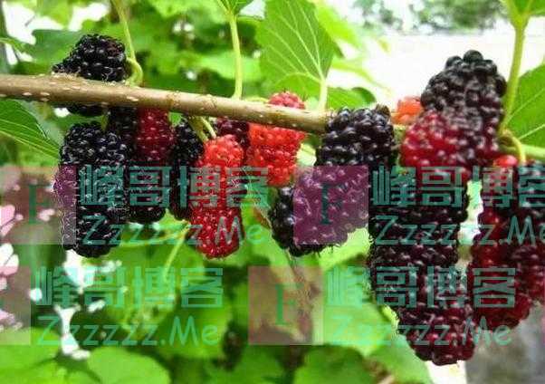 老人说:“阴树不能进家门”哪些是阴树呢?看后就了解了