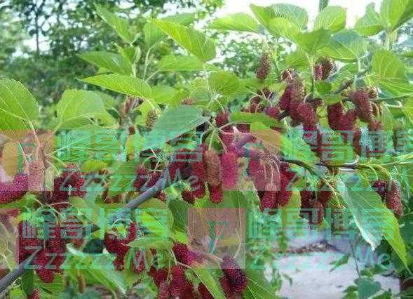 老人说:“阴树不能进家门”哪些是阴树呢?看后就了解了