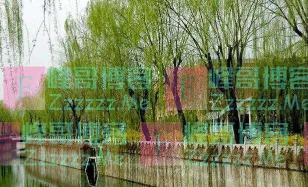 老人说:“阴树不能进家门”哪些是阴树呢?看后就了解了