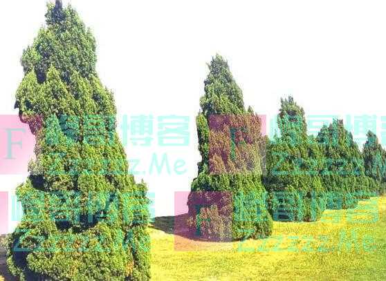 老人说:“阴树不能进家门”哪些是阴树呢?看后就了解了