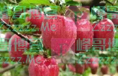 老人说:“阴树不能进家门”哪些是阴树呢?看后就了解了