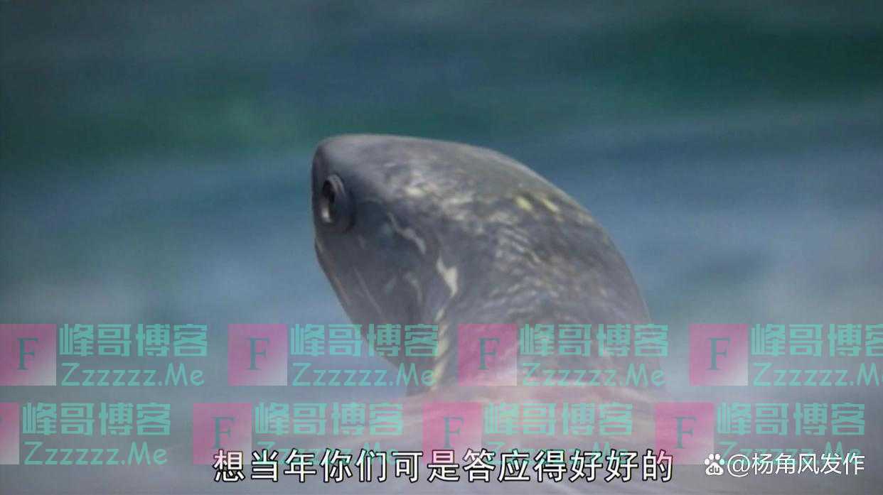 读完原著一身汗,难怪唐僧不帮老龟问寿命,你看这样做的后果是啥