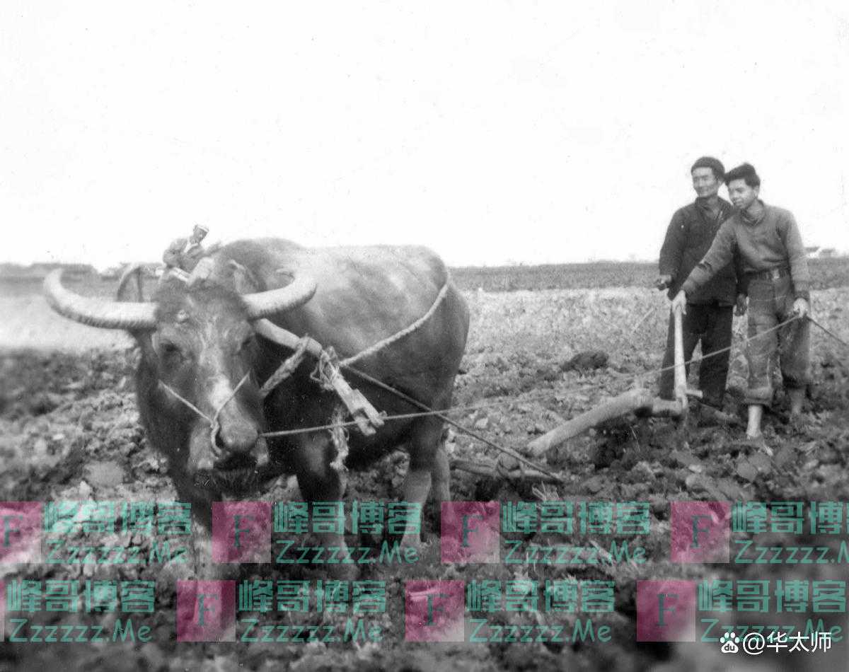 1969年,北京知青被公羊撞倒两次,她愤怒猛砸羊头,改变了她一生